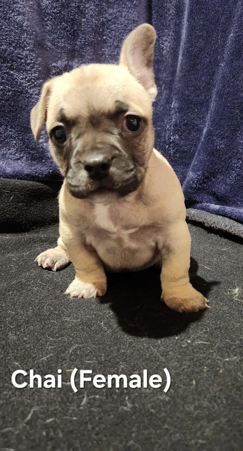 A baby small-sized female White / Cream French Bulldog dog named Chai Lacy's litter for adoption in Potomac, MD