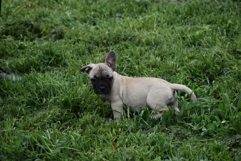 Chai Lacy's litter thumbnail 3