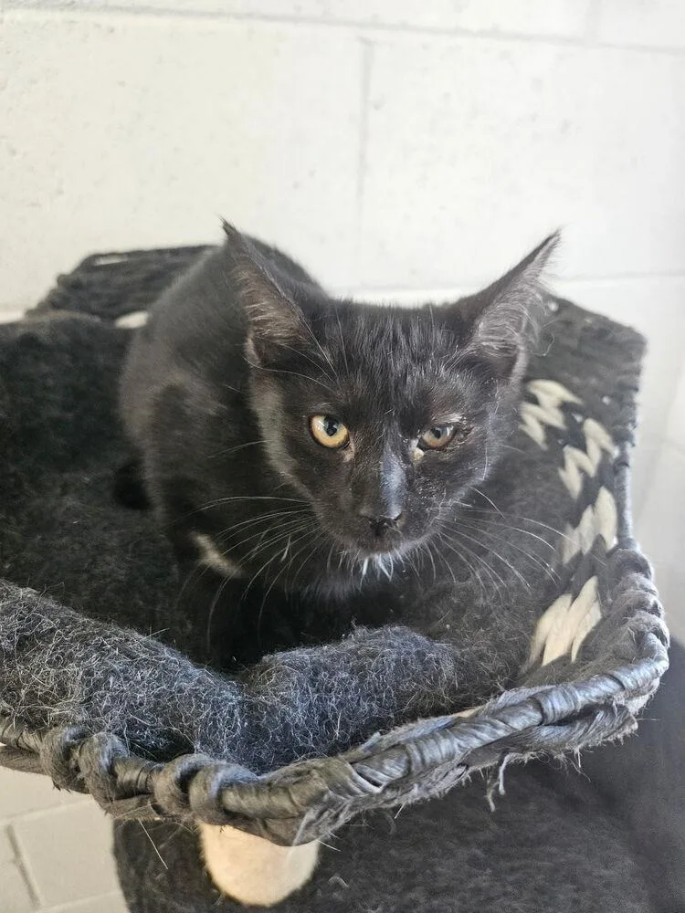 A young small-sized male Black Domestic Short Hair cat named Shadow for adoption in Ontario, CA