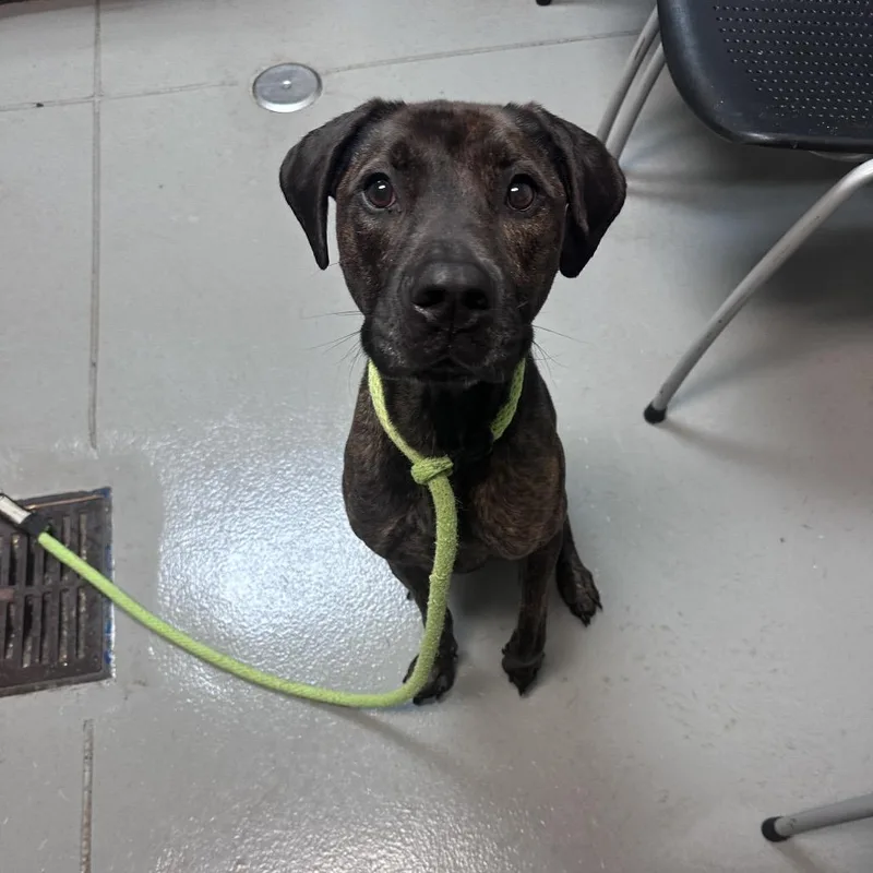 An adult medium-sized male Brindle Mixed Breed dog named Jackie Chan for adoption in Columbus, GA