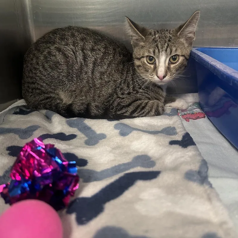 A baby small-sized male Brown / Chocolate Domestic Short Hair cat named Dylan for adoption in Columbia Station, OH