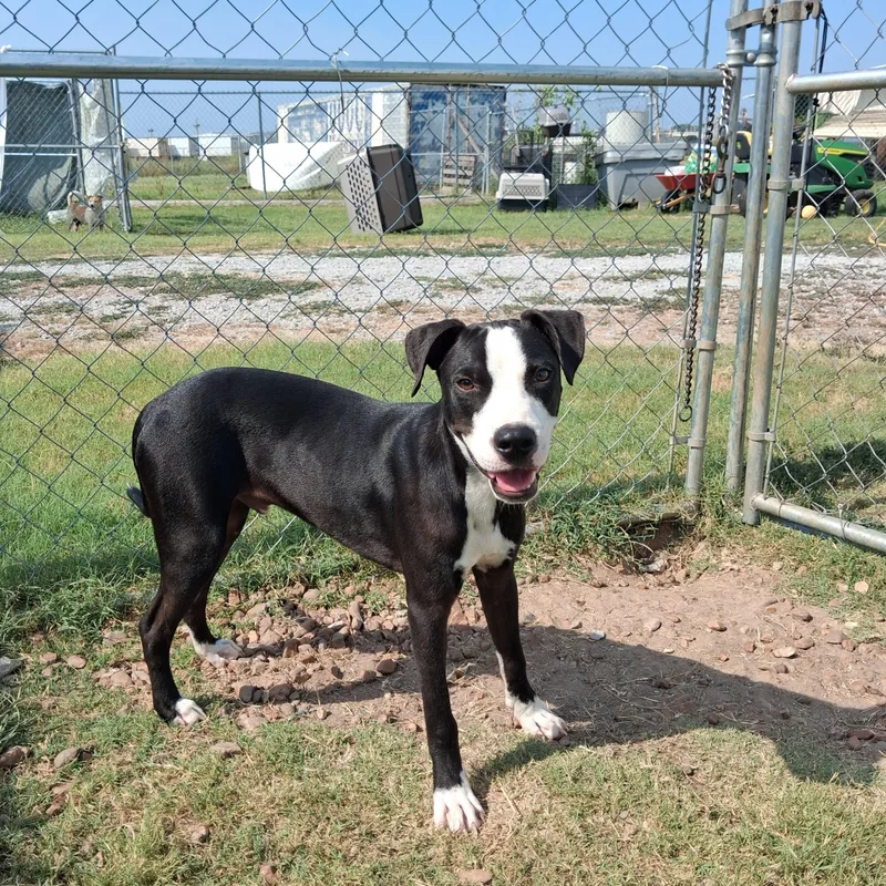 A young medium-sized male Black Pit Bull Terrier dog named Lucky for adoption in Newport, AR