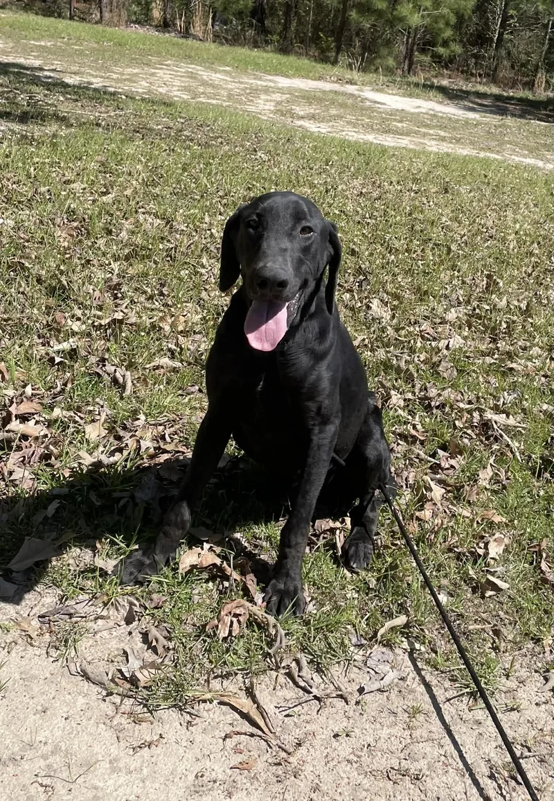 A young large-sized male Black Labrador Retriever dog named Bentley for adoption in Bethpage, NY