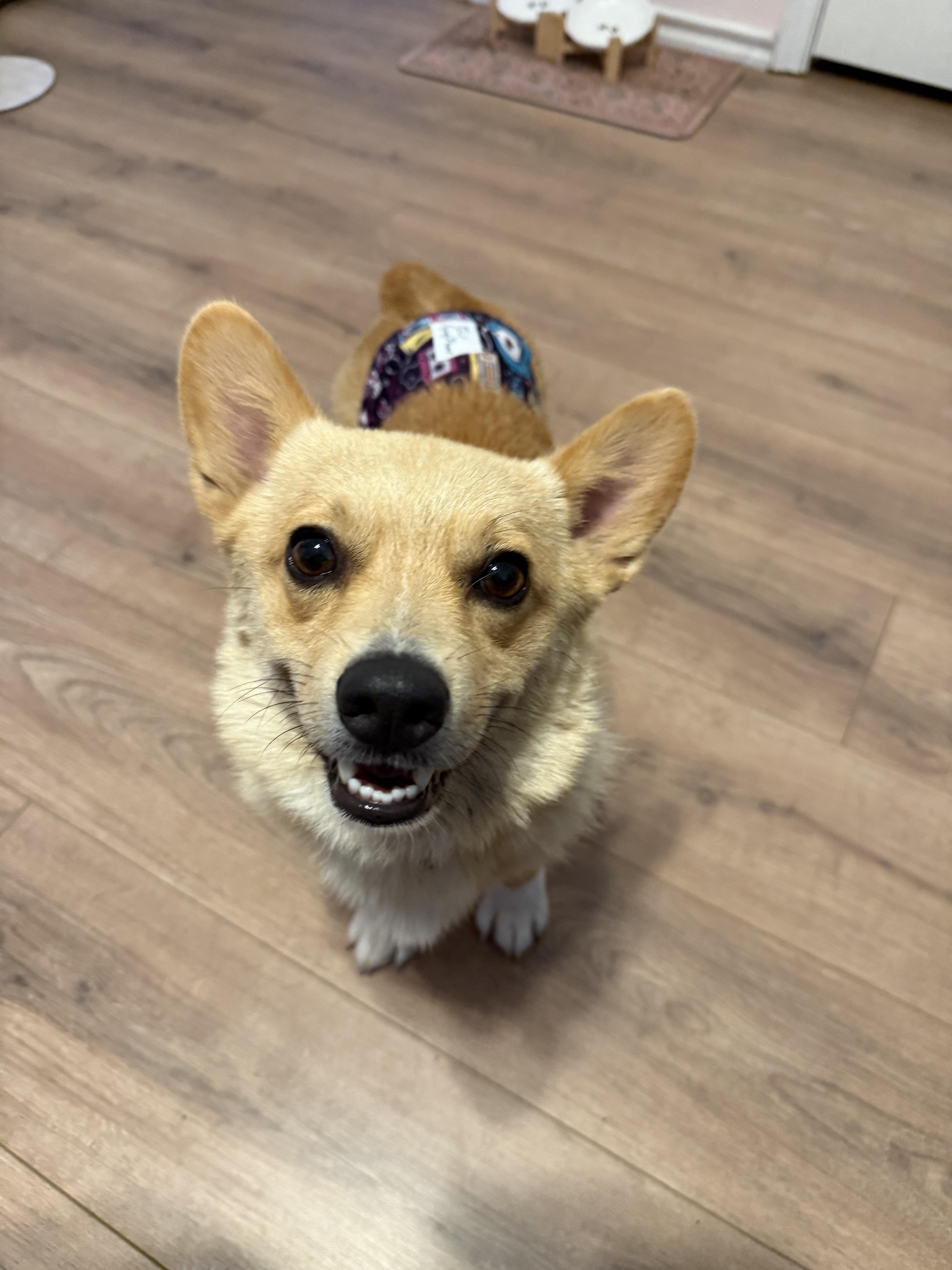 An adult small-sized male Pembroke Welsh Corgi dog named Waylon Willie for adoption in Arlington, TX