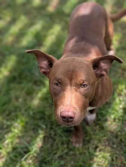 A baby large-sized female Pit Bull Terrier dog named Ophelia for adoption in Mansfield, TX