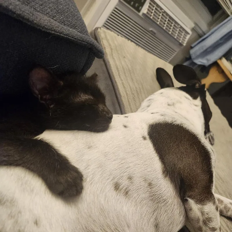 A baby small-sized male Black Domestic Short Hair cat named Toad for adoption in South Elgin, IL