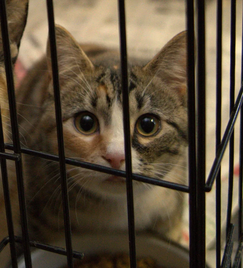 An adult medium-sized female Calico cat named Calicos Suzannah for adoption in Apollo, PA