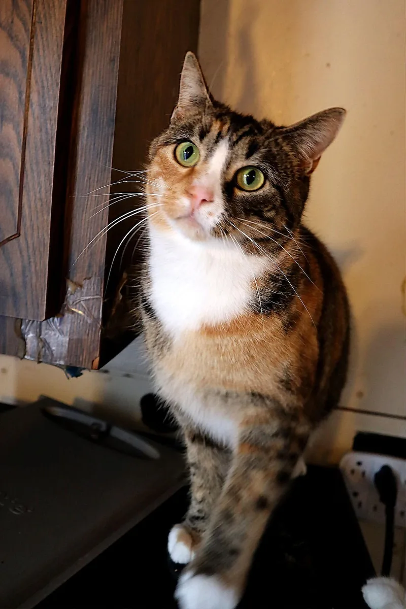 Calicos  Suzannah thumbnail 2