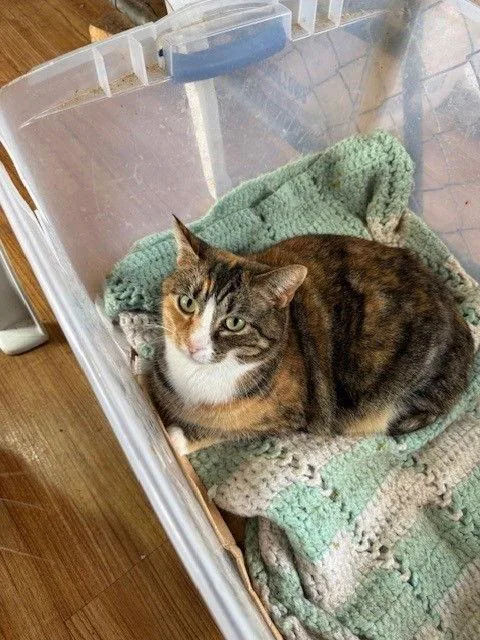 Calicos  Suzannah thumbnail 3