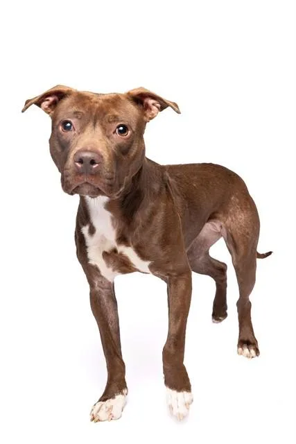 A young medium-sized female Terrier dog named Red Velvet for adoption in Miami, FL