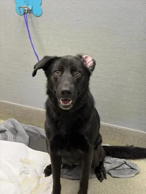 An adult medium-sized female Labrador Retriever dog named Olive for adoption in Las Vegas, NV