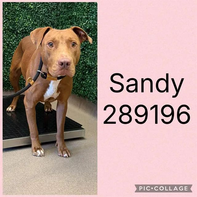 A young large-sized female Labrador Retriever dog named Sandy for adoption in Macon, GA