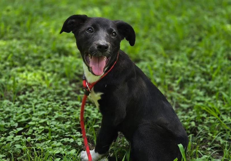 A baby medium-sized female Black Labrador Retriever dog named Olive for adoption in Mansfield, TX