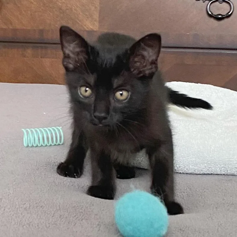A baby medium-sized male Black Domestic Short Hair cat named Mr. Coffee for adoption in Houston, TX