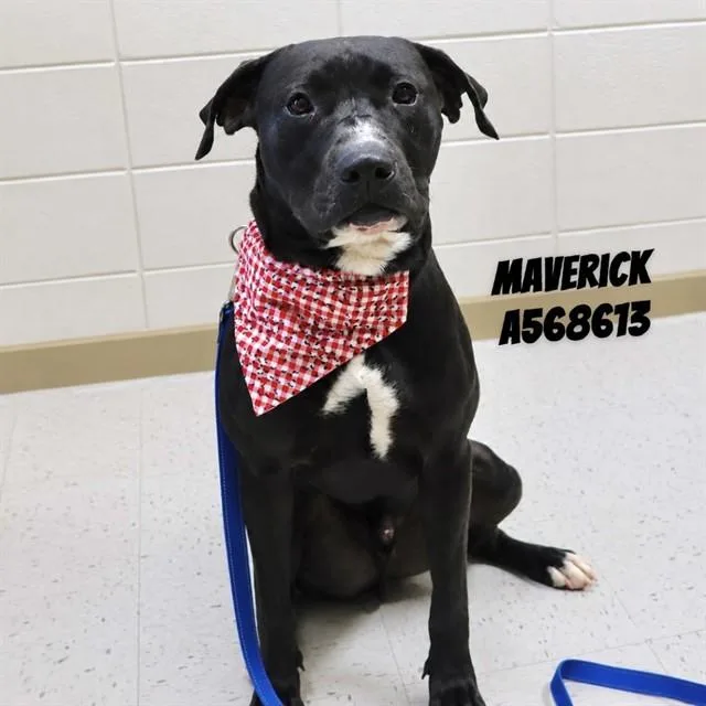 A young medium-sized male Pit Bull Terrier dog named Maverick for adoption in Huntsville, AL