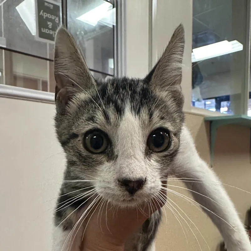 A baby small-sized male Gray / Blue / Silver Domestic Short Hair cat named Oswald for adoption in Santa Barbara, CA