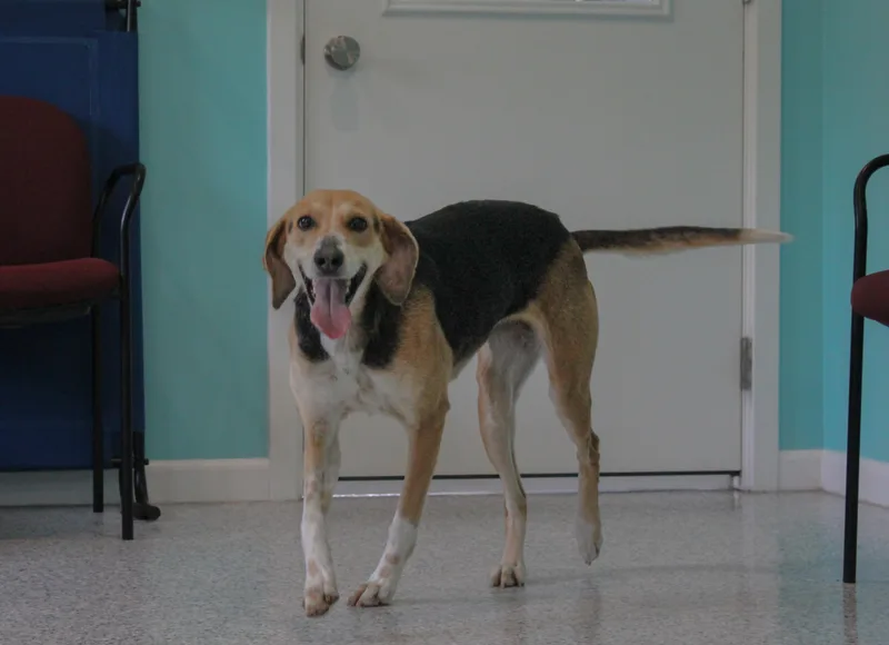 An adult medium-sized female Tricolor (Brown, Black, & White) Hound dog named Noodle for adoption in Hutchinson, MN