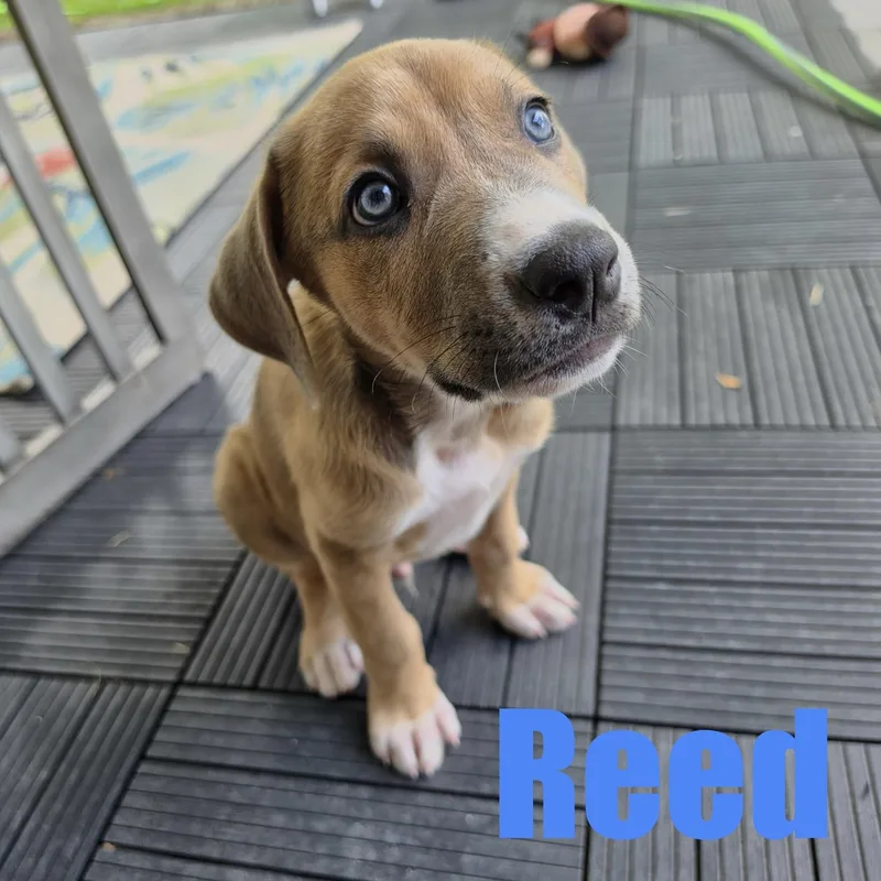 Reed thumbnail 2