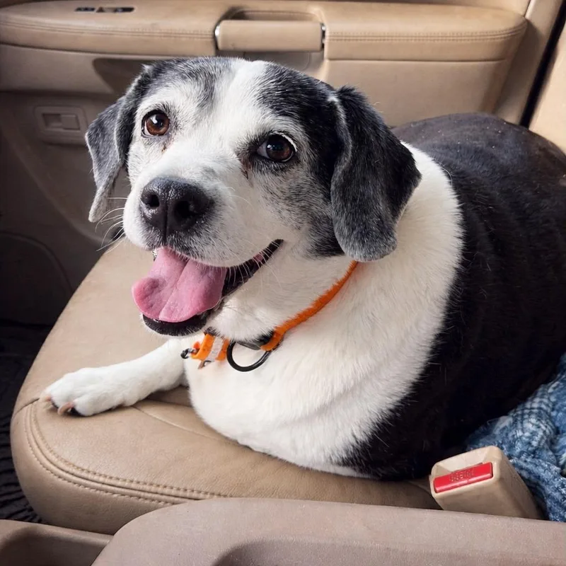 A senior small-sized female Beagle dog named Rosie  Home Visit for adoption in Hartland, WI