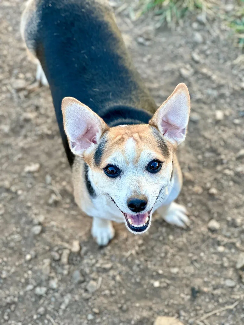 An adult small-sized female Chihuahua dog named Sweet Girl Lamore Aug for adoption in Pacolet, SC