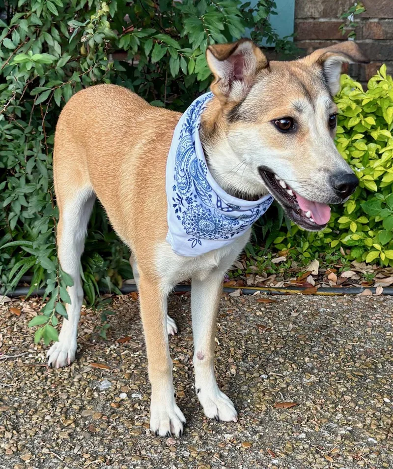 Dahlia  Lovebug! thumbnail 4