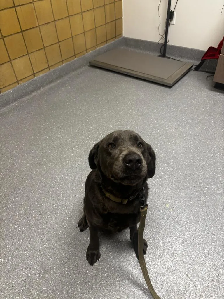 A young large-sized male Labrador Retriever dog named Gunner for adoption in Greenfield, IN