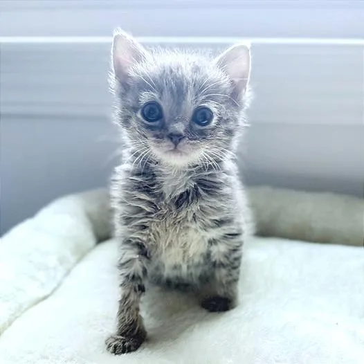 A baby small-sized female Domestic Short Hair cat named Beatrice for adoption in Cumming, GA