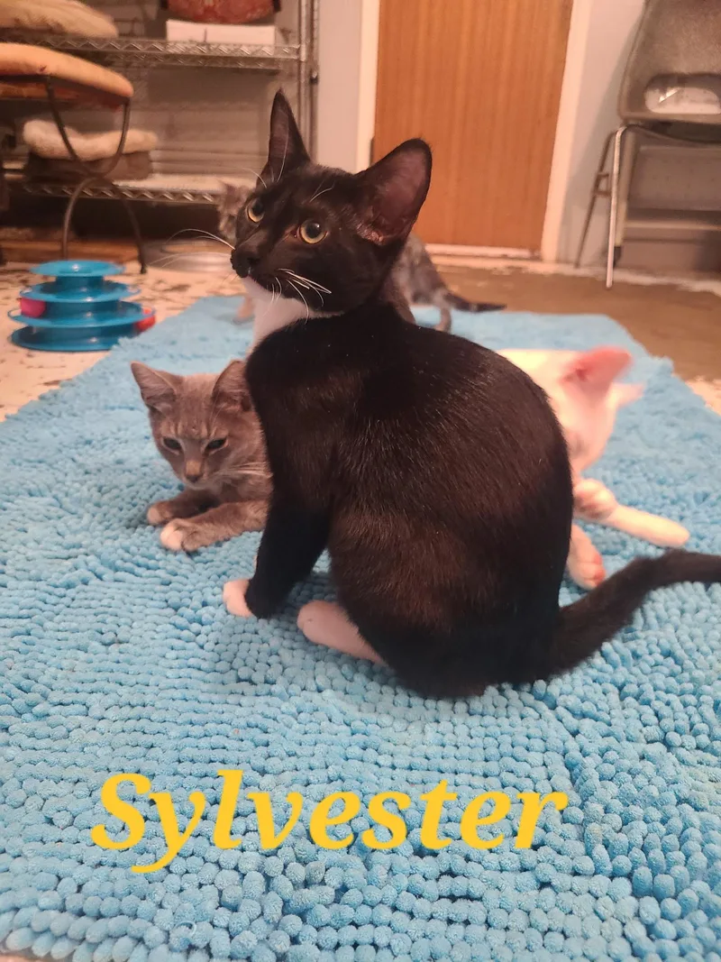 Sylvester