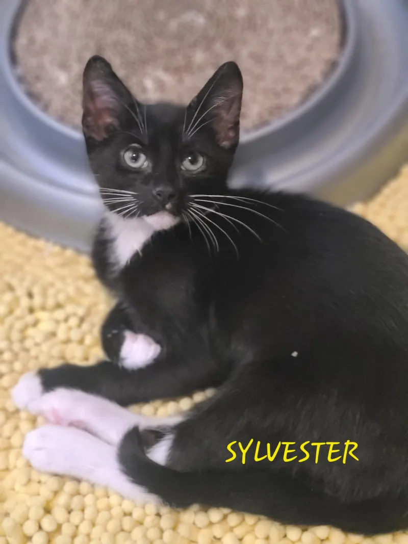 Sylvester thumbnail 4