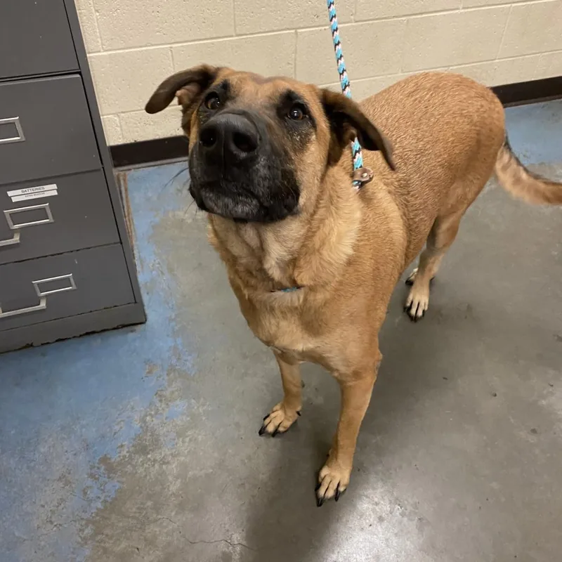 An adult large-sized male Yellow / Tan / Blond / Fawn Mixed Breed dog named Kovu for adoption in Memphis, TN