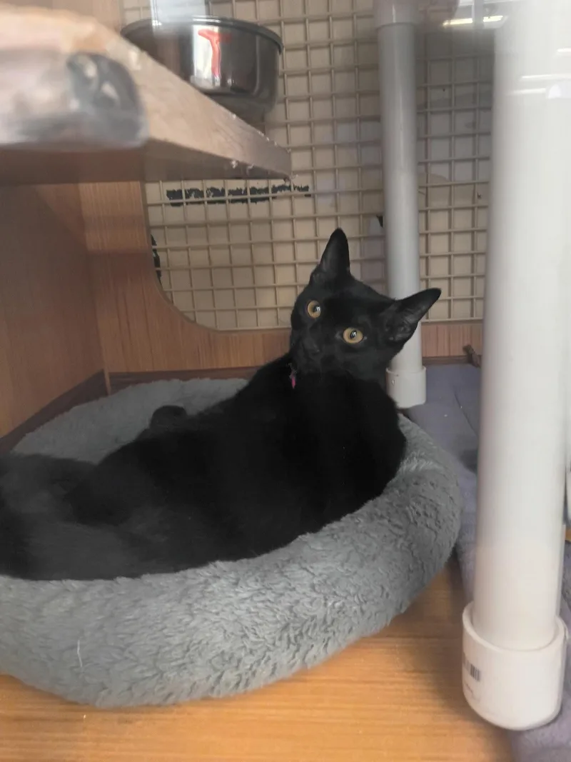 A young medium-sized male Black Domestic Short Hair cat named River for adoption in Plano, TX