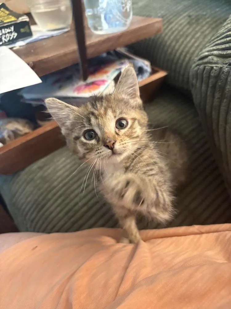 A baby small-sized female Gray & White Domestic Short Hair cat named Georgia for adoption in Plymouth, MI