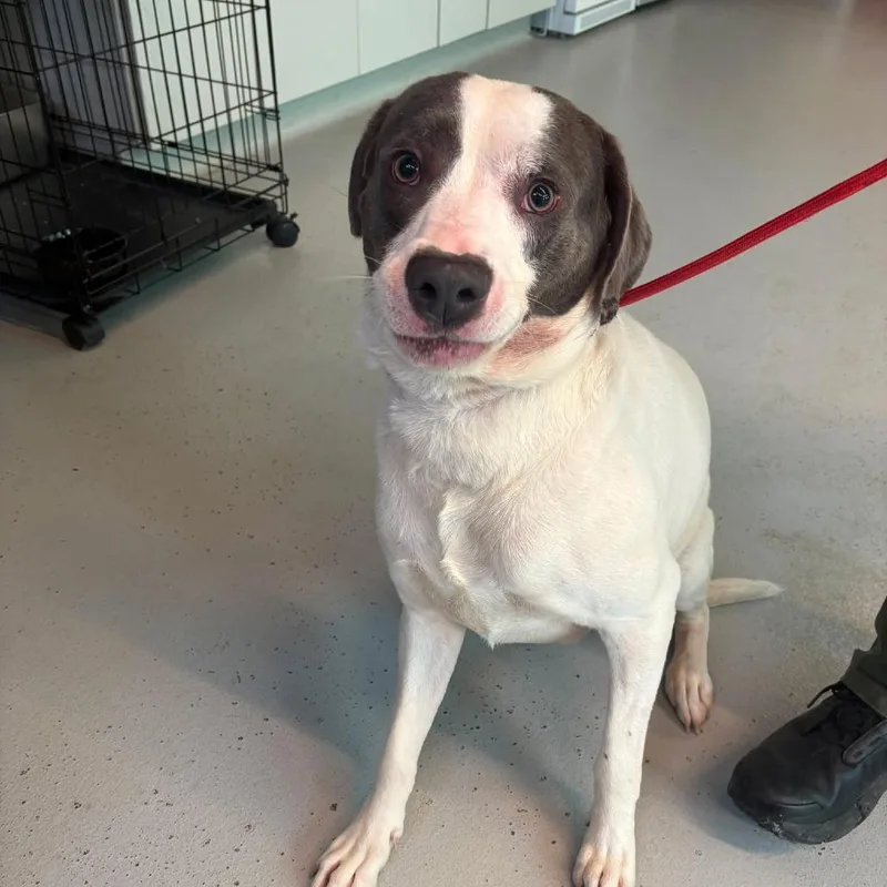 A young large-sized male White / Cream Mixed Breed dog named Waddle for adoption in Huntington, WV