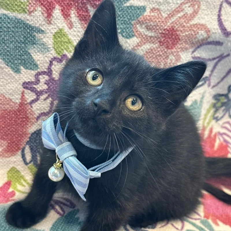 A baby small-sized male Black Domestic Medium Hair cat named Bing Cherry for adoption in Matteson, IL