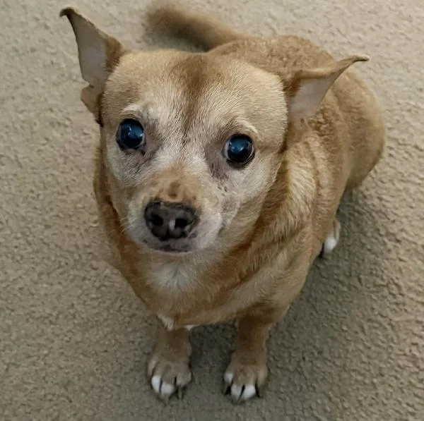 A senior small-sized female Chihuahua dog named Sweets for adoption in Seymour, IN