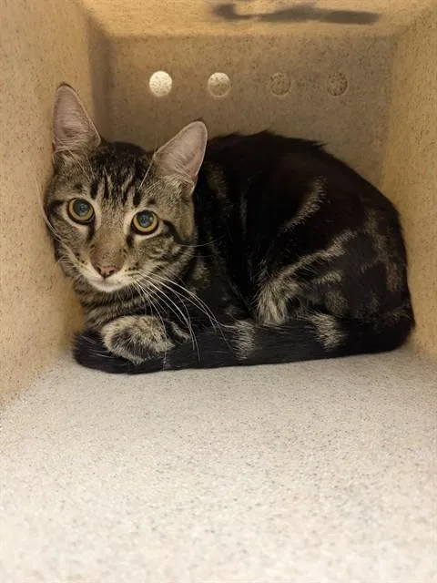 A young medium-sized male Domestic Short Hair cat named Starry for adoption in Riverside, CA