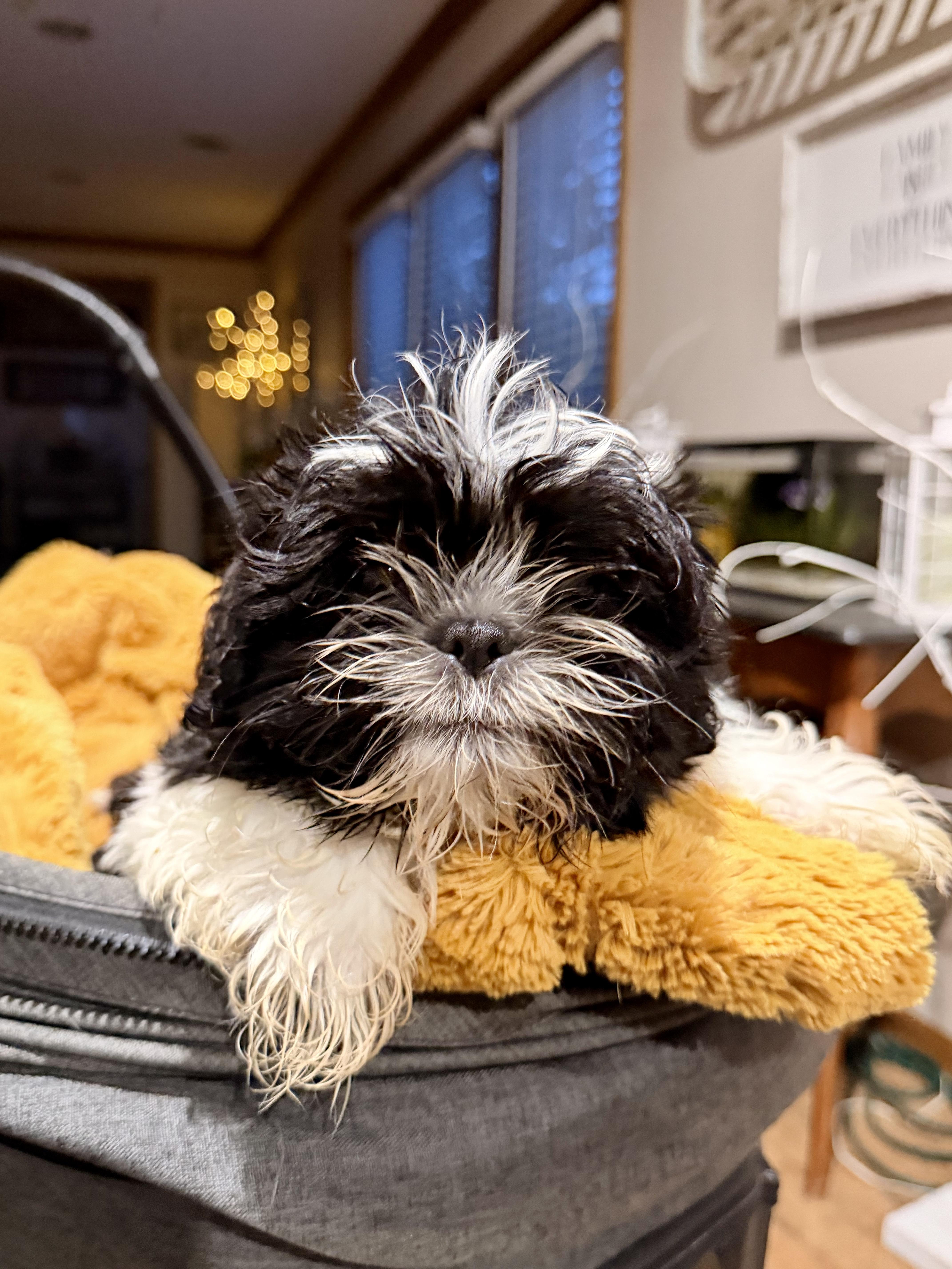A baby small-sized male Bicolor Shih Tzu dog named Lenny for adoption in North Freedom, WI