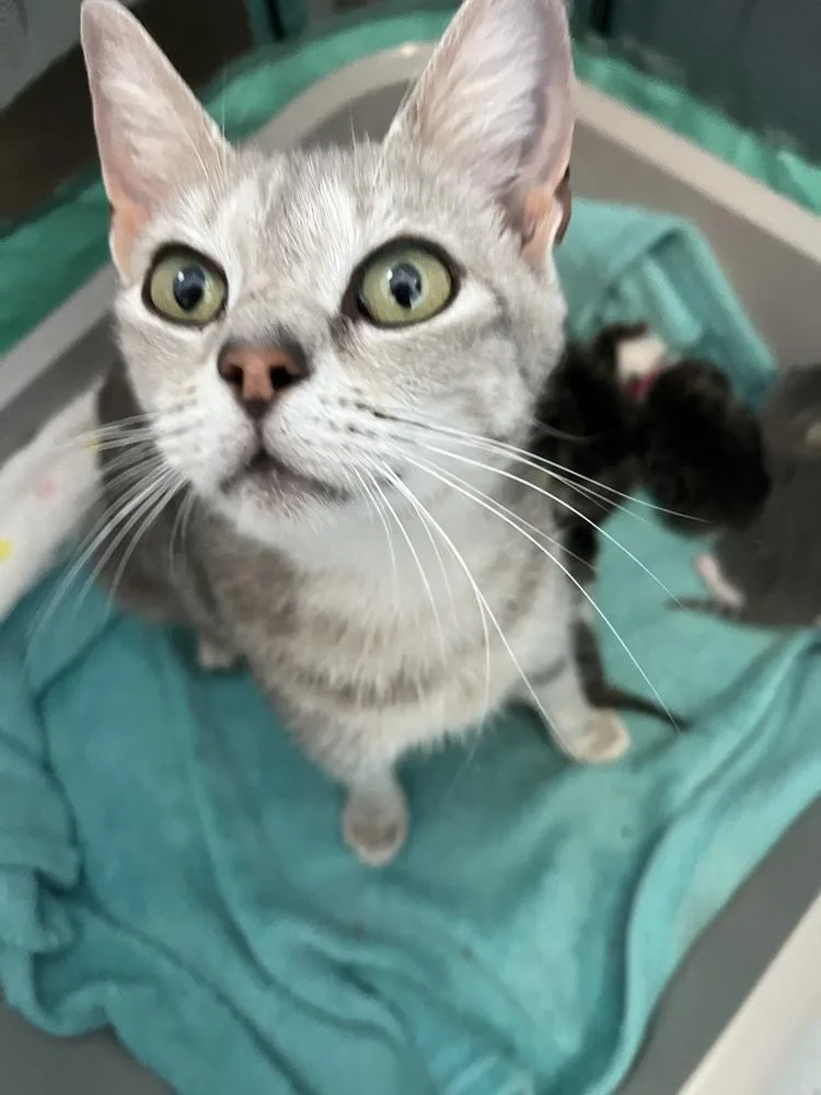 Eloise
