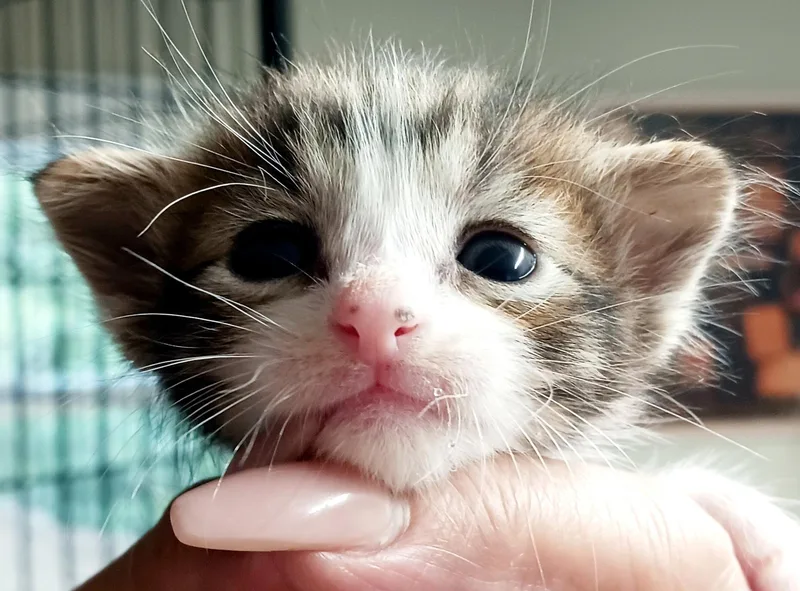 A baby medium-sized male Tabby (Gray / Blue / Silver) Domestic Short Hair cat named Waylon for adoption in Bulverde, TX