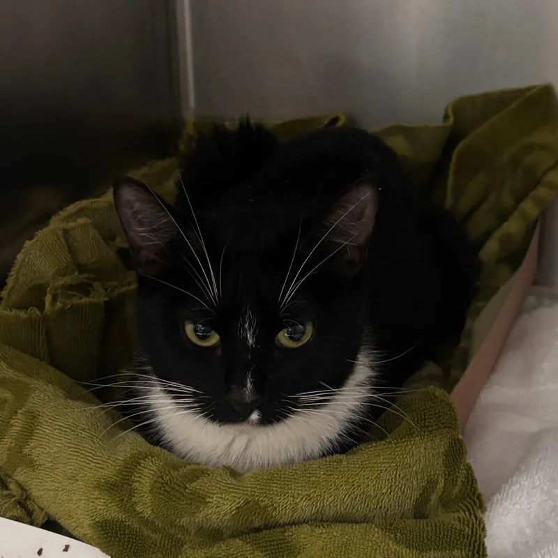 A young medium-sized female Black Domestic Short Hair cat named Vanilla Yogurt for adoption in Philadelphia, PA