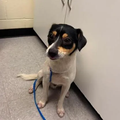 An adult small-sized male Black Terrier dog named Patches for adoption in Bastrop, TX