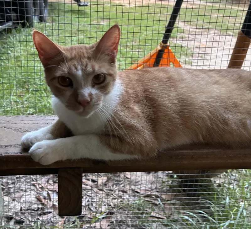 An adult medium-sized male Orange & White Domestic Short Hair cat named Garfield for adoption in HARTFORD, AL