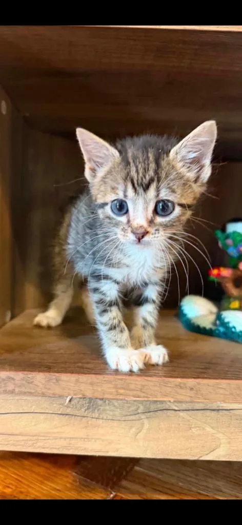 A baby medium-sized male Domestic Short Hair cat named Pallet Jack for adoption in Johnson City, TN