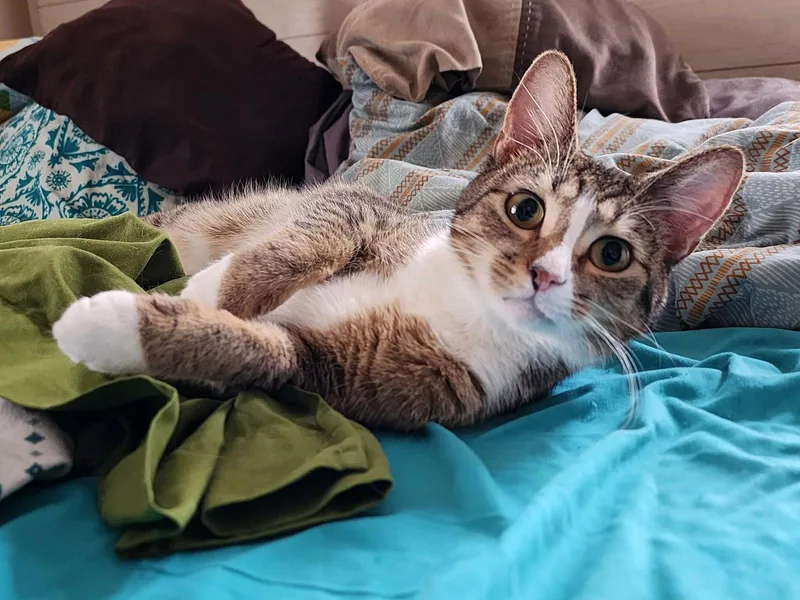 A young small-sized female Domestic Short Hair cat named Adrian for adoption in hinckley, IL