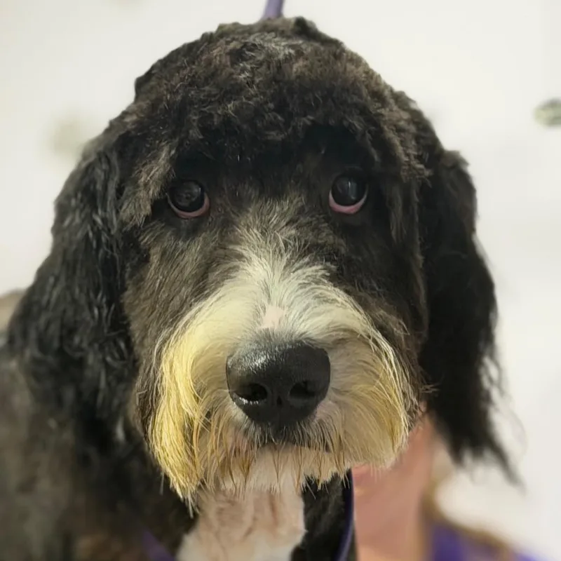 A young medium-sized female Black Bernese Mountain Dog dog named Madi for adoption in Greenfield, IN