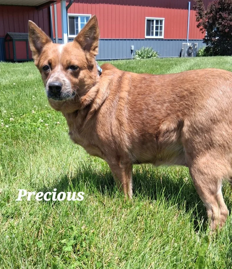 Precious
