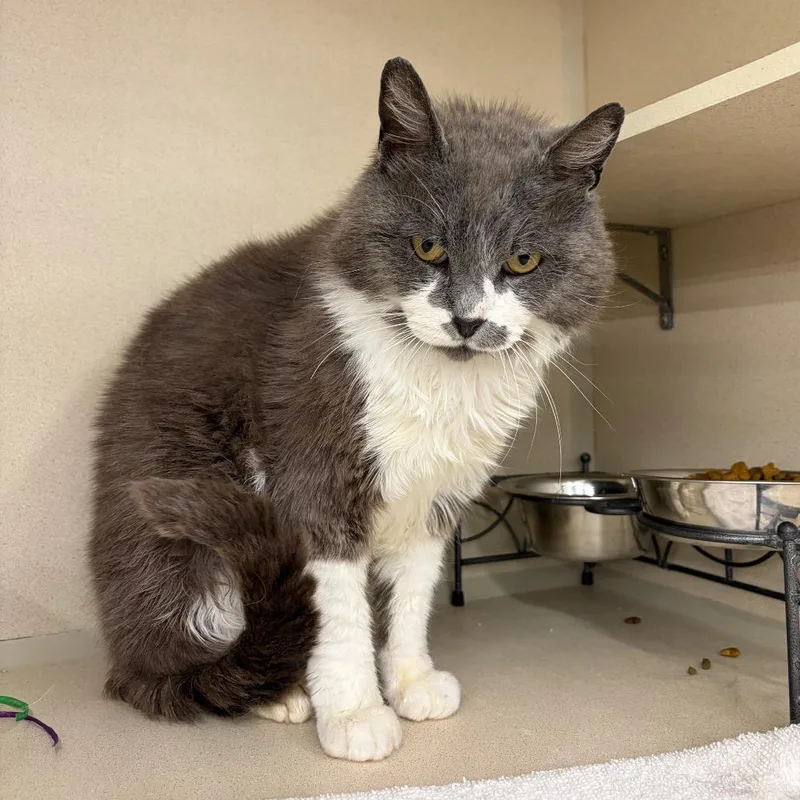 An adult large-sized male Gray / Blue / Silver Domestic Short Hair cat named Buster for adoption in Hamburg, NY