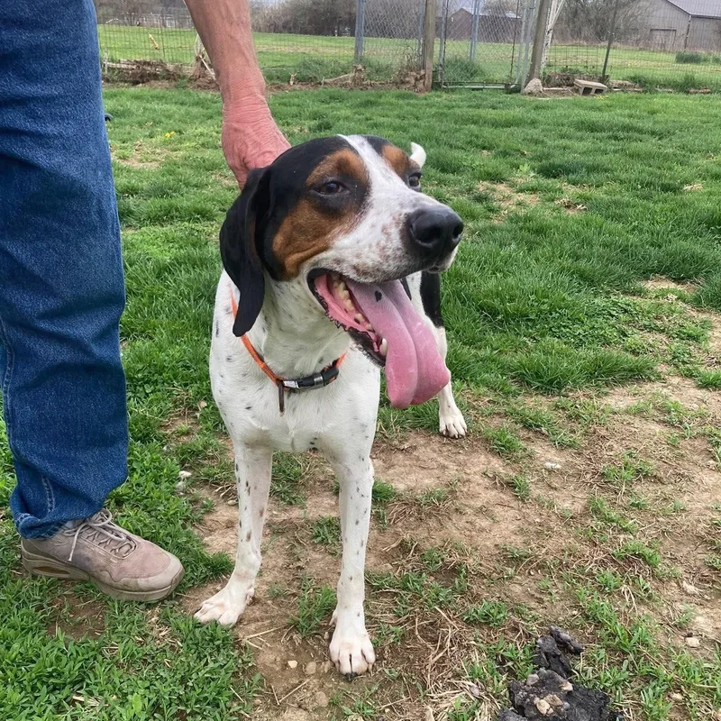 A young medium-sized male Coonhound dog named Luke for adoption in Valparaiso, IN