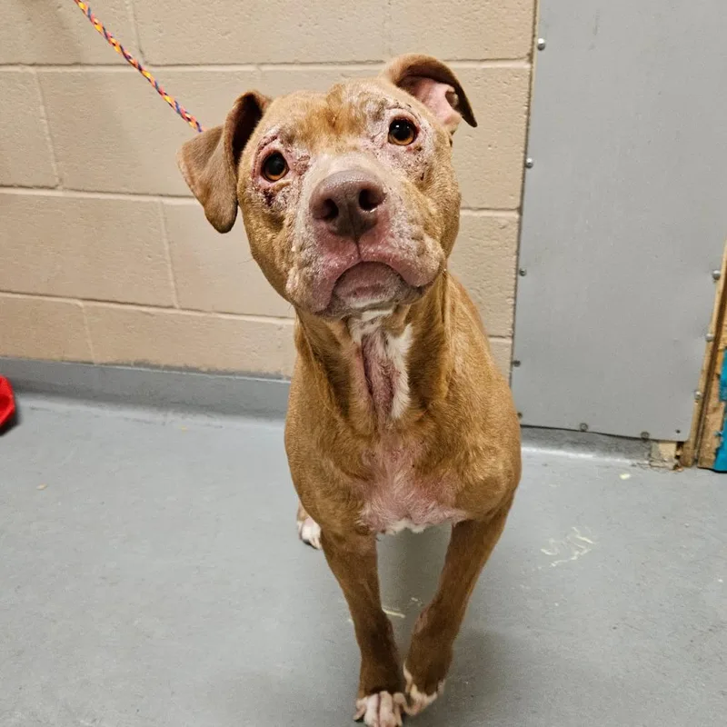 An adult medium-sized female Red / Chestnut / Orange Pit Bull Terrier dog named Chuchi for adoption in Tacoma, WA