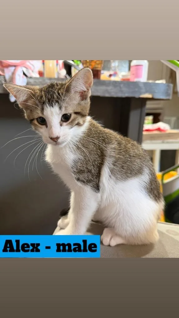 Alex